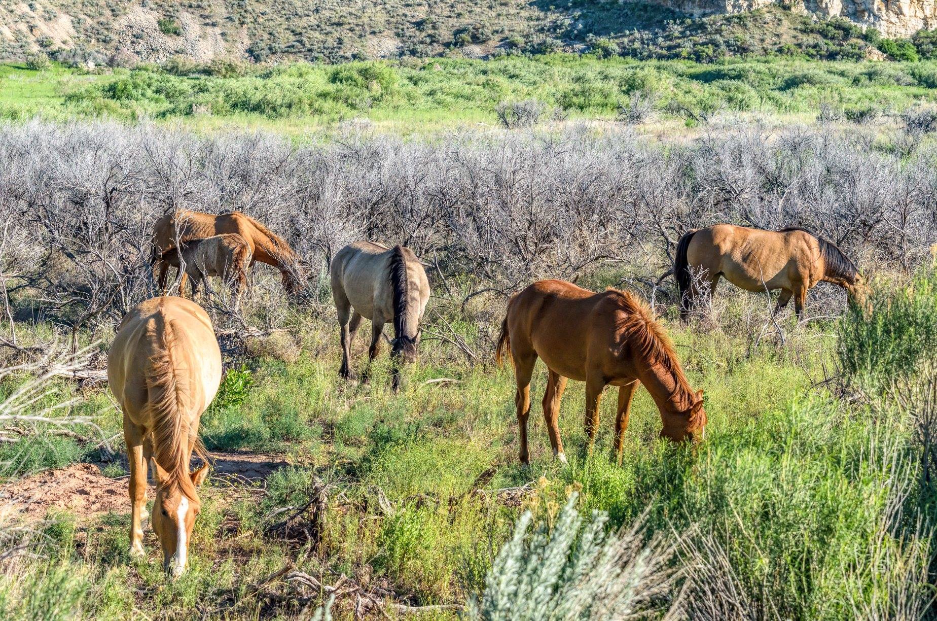 The Wild Horses of Pryor Mountains, Montana & Wyoming